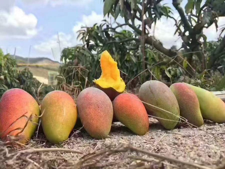 贵妃芒挑选对比图
