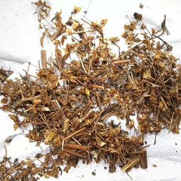 青叶胆干货青叶胆中药材欢迎选购！