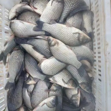 各种鱼苗及成品鱼销售运输