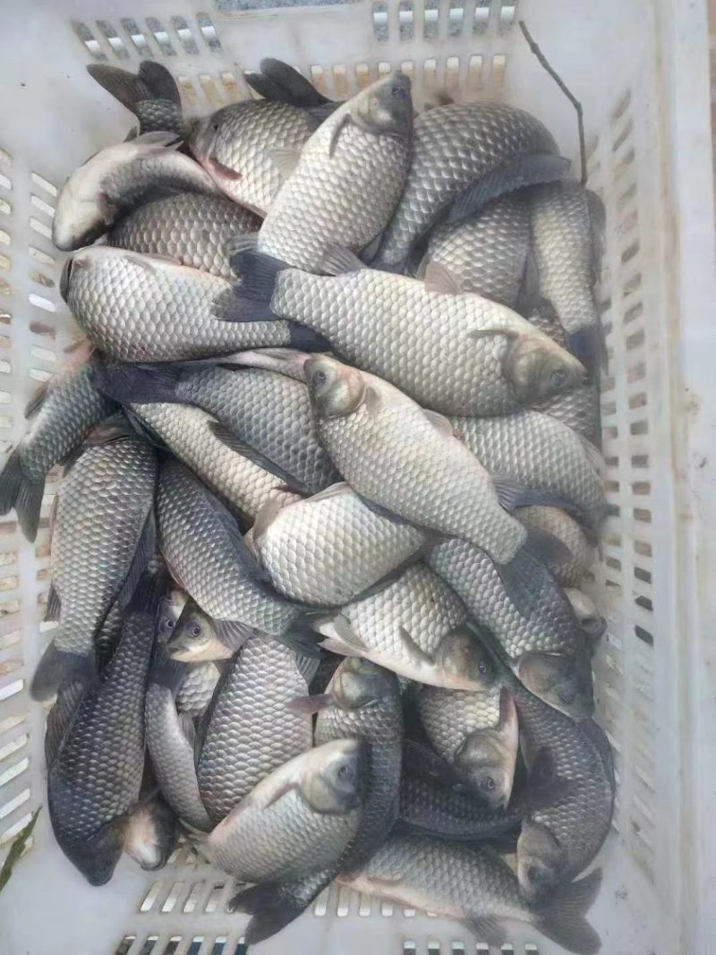 各种鱼苗及成品鱼销售运输