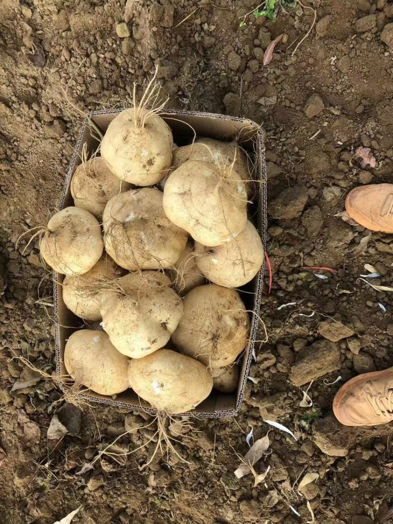 湛江凉著/豆著/沙葛/地萝卜/白地瓜，现挖现发，品质优良