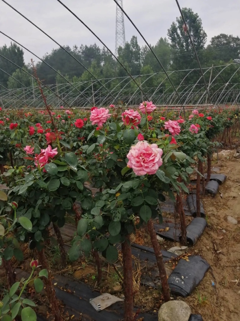 树桩月季用于公园绿化公路自己苗圃基地直供欢迎采购