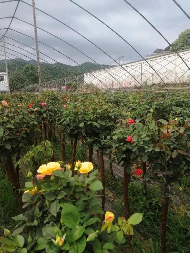 树桩月季用于公园绿化公路自己苗圃基地直供欢迎采购