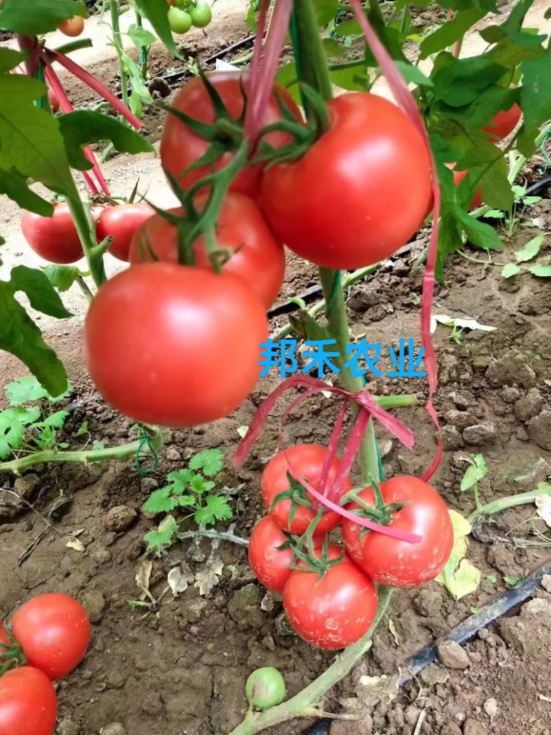 粉果番茄苗西红柿苗早春秋延越冬大果基地直发欢迎咨询