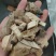 枣树根干货枣根常年经营各种冷背中药材欢迎选购！