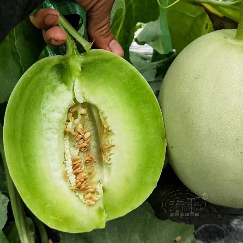 【牛商推荐】玉菇甜瓜2斤精品甜瓜基地发货欢迎实地考察