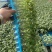 红果番茄苗西红柿苗秋延越冬定植抗死棵硬度好