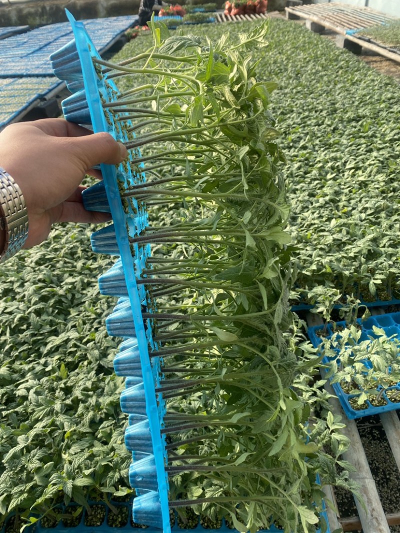 红果番茄苗西红柿苗秋延越冬定植抗死棵硬度好