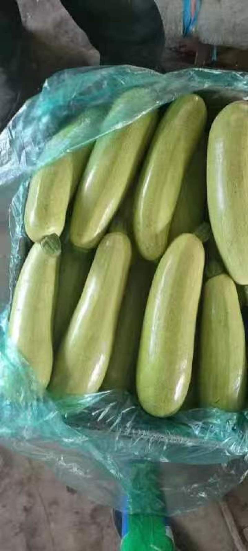 【精品】绿皮西葫芦，大量供应，对接电商平台，商超，美团。