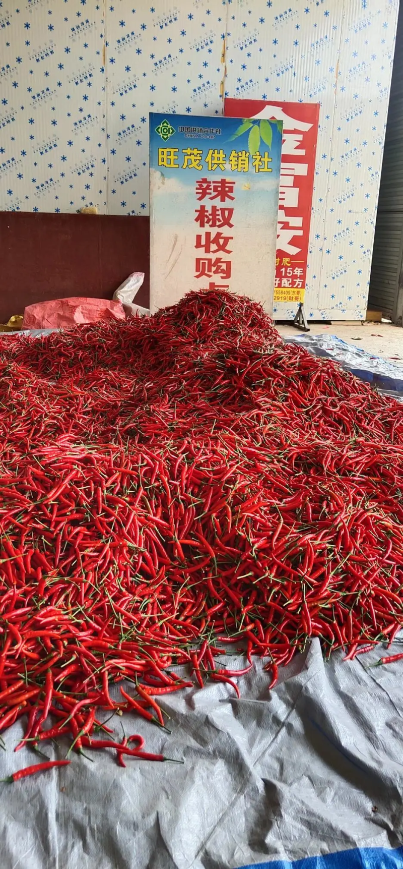 广西小米椒，朝天椒，大量上市，货源充足，质量保证
