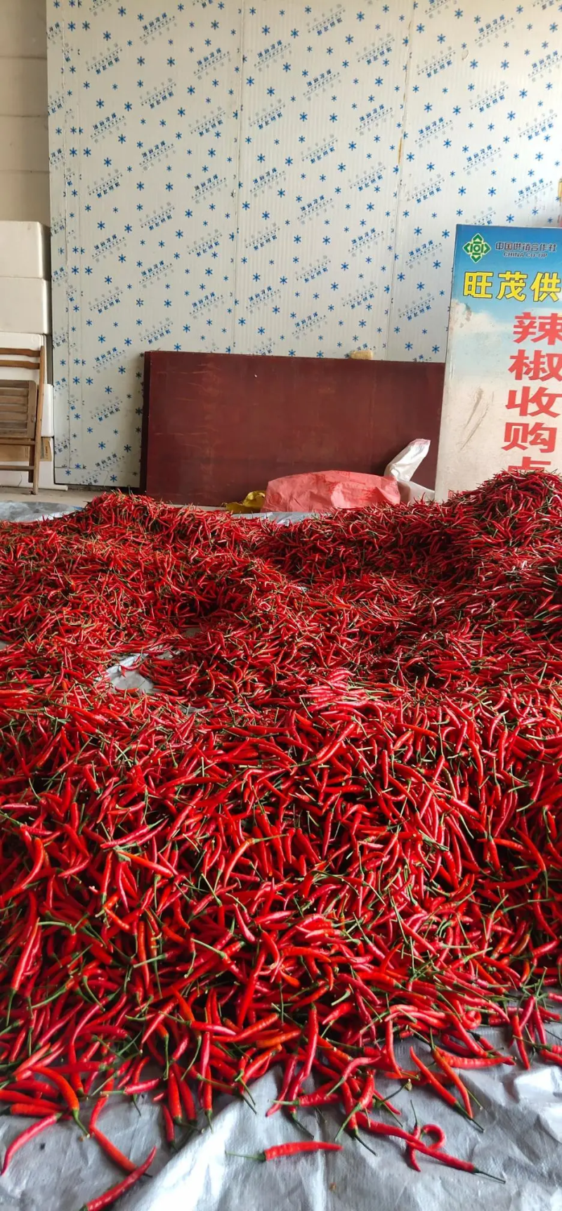 广西小米椒，朝天椒，大量上市，货源充足，质量保证