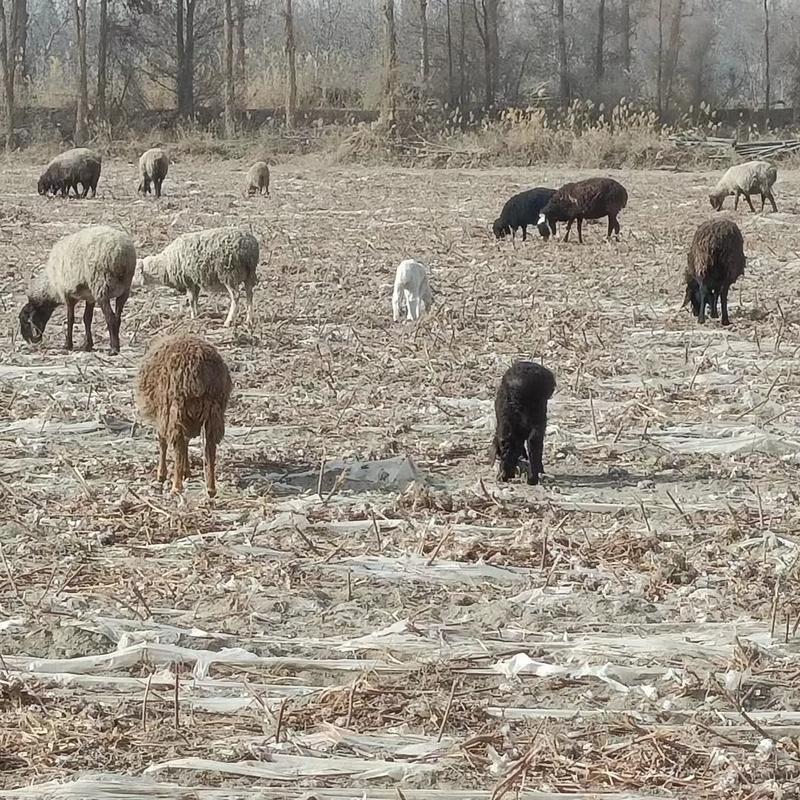 阿克苏绵羊，牧场货源，质量保证疫苗齐全，可长期合作电联