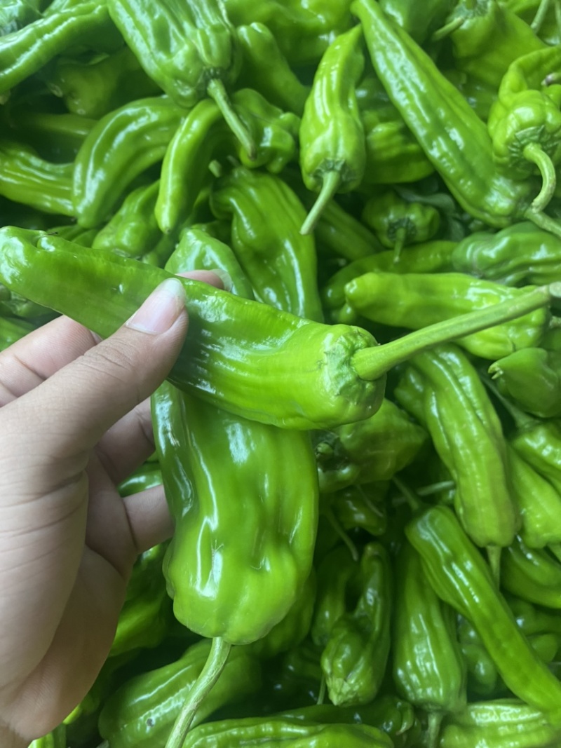 湛江鲜辣椒、炮王、芜湖椒、量大质优、货源充足