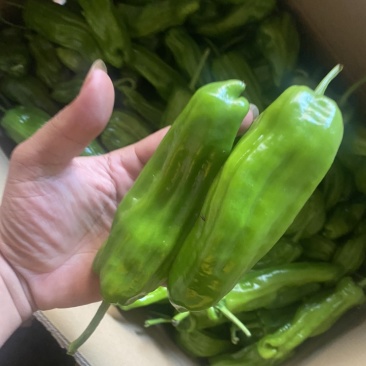 湛江鲜辣椒、炮王、芜湖椒、量大质优、货源充足