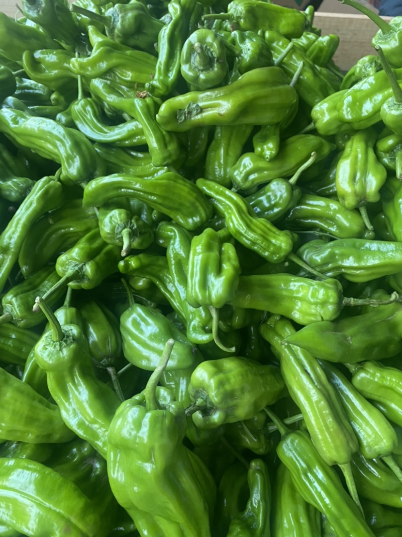 湛江鲜辣椒、炮王、芜湖椒、量大质优、货源充足