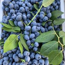 露天薄雾蓝莓上市了，耐运输对接商超市场全国