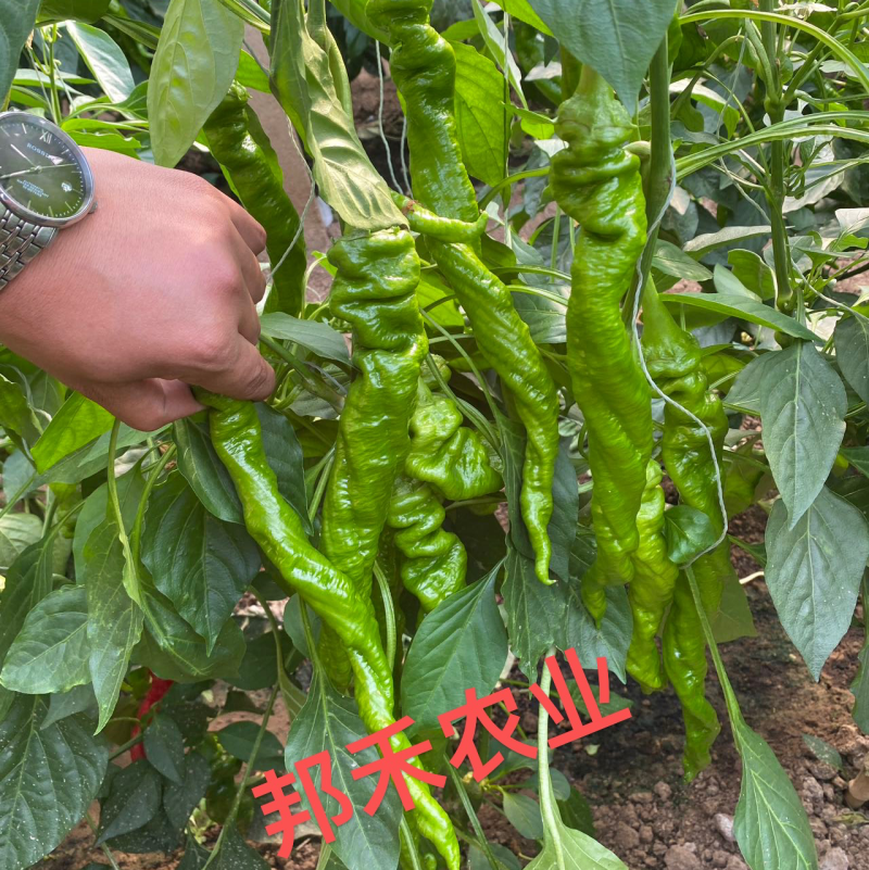 螺丝椒苗辣椒苗螺旋度好早春秋延越冬种植欢迎咨询