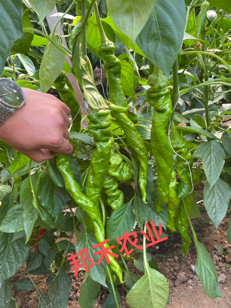 螺丝椒苗辣椒苗螺旋度好早春秋延越冬种植欢迎咨询
