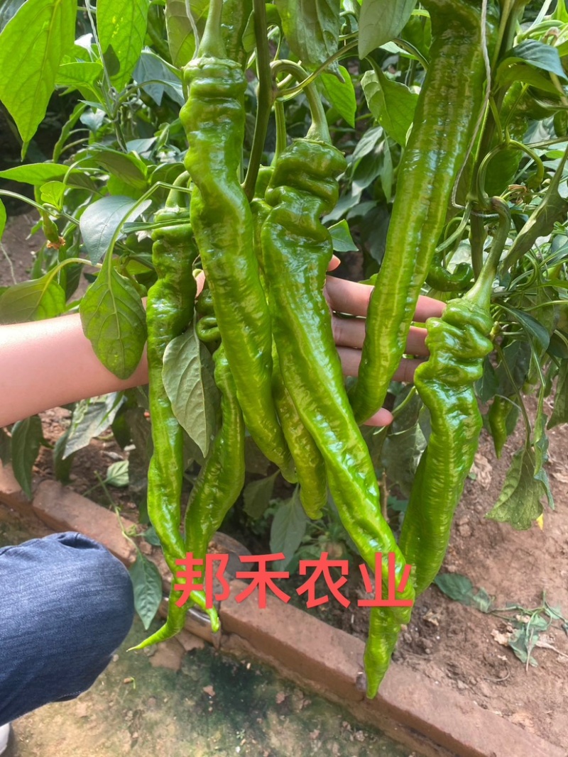 螺丝椒苗辣椒苗螺旋度好早春秋延越冬种植欢迎咨询