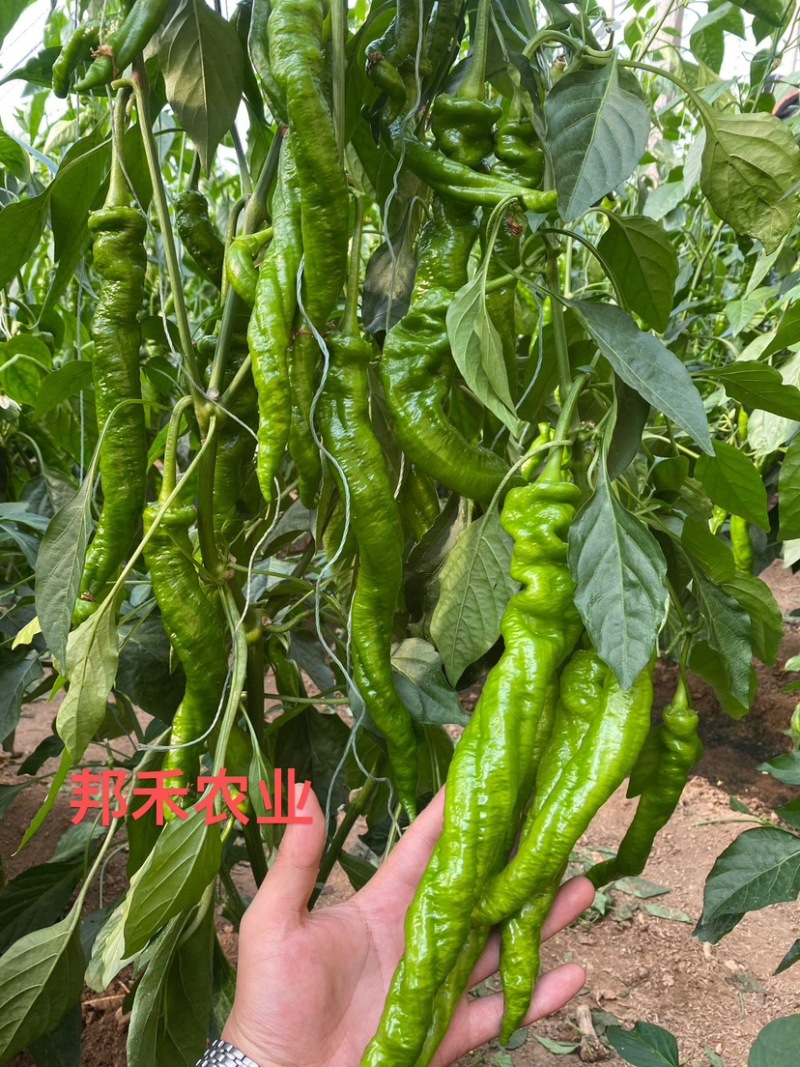 螺丝椒苗辣椒苗螺旋度好早春秋延越冬种植欢迎咨询
