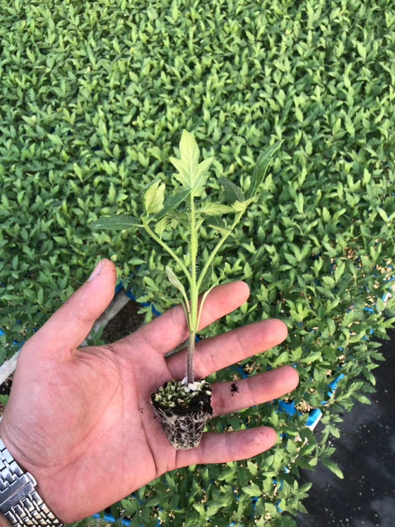 螺丝椒苗辣椒苗螺旋度好早春秋延越冬种植欢迎咨询