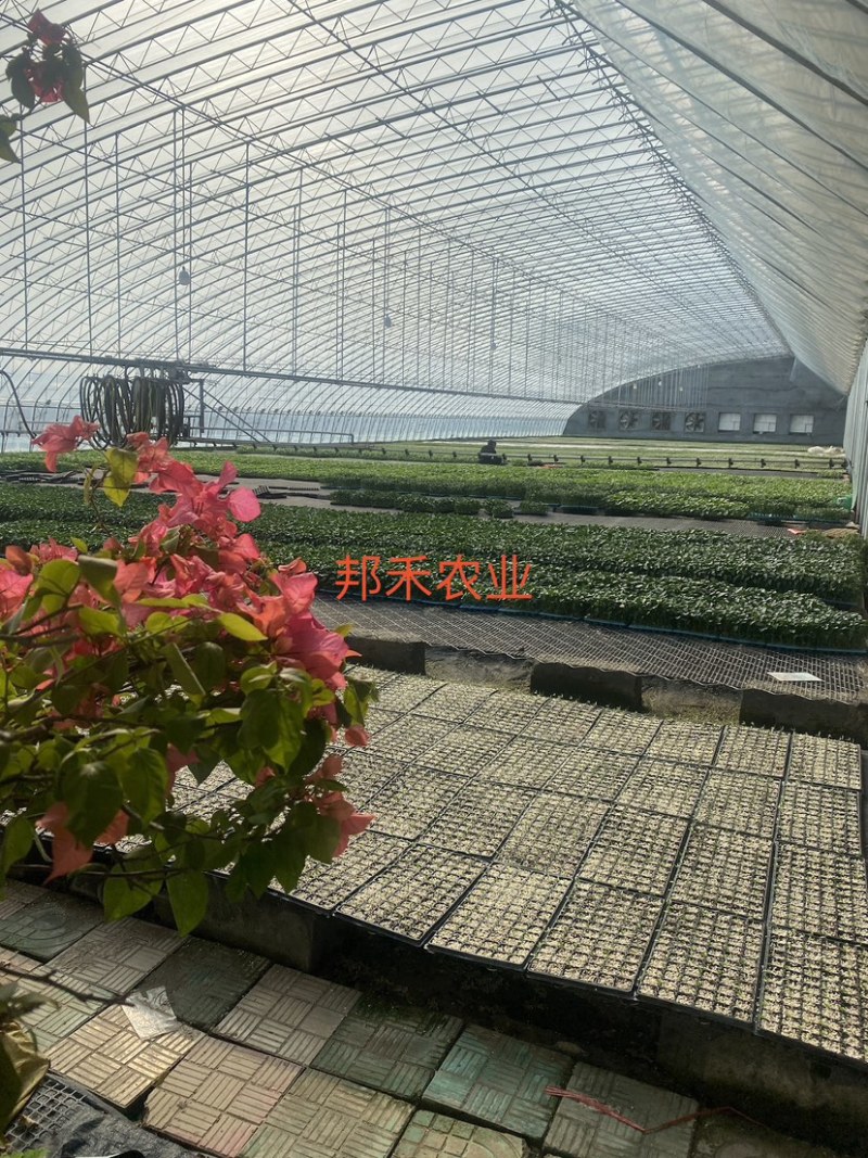 螺丝椒苗辣椒苗螺旋度好早春秋延越冬种植欢迎咨询