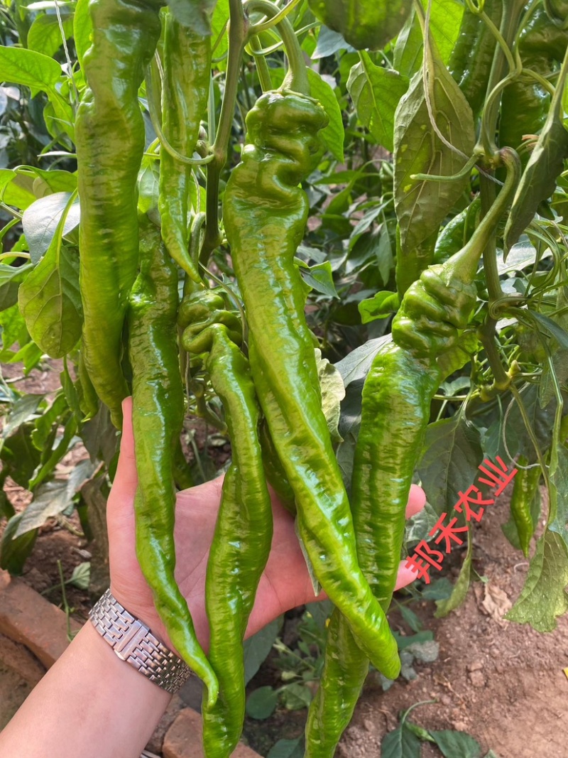 螺丝椒苗辣椒苗螺旋度好早春秋延越冬种植欢迎咨询