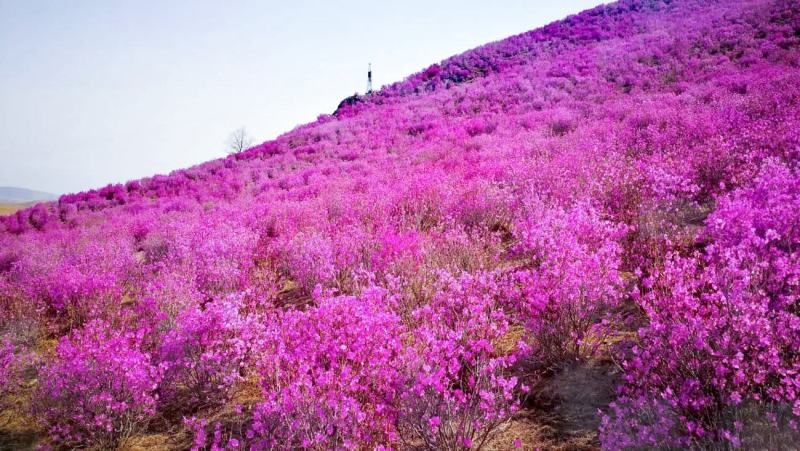 兴安杜鹃，映山红，金达莱。