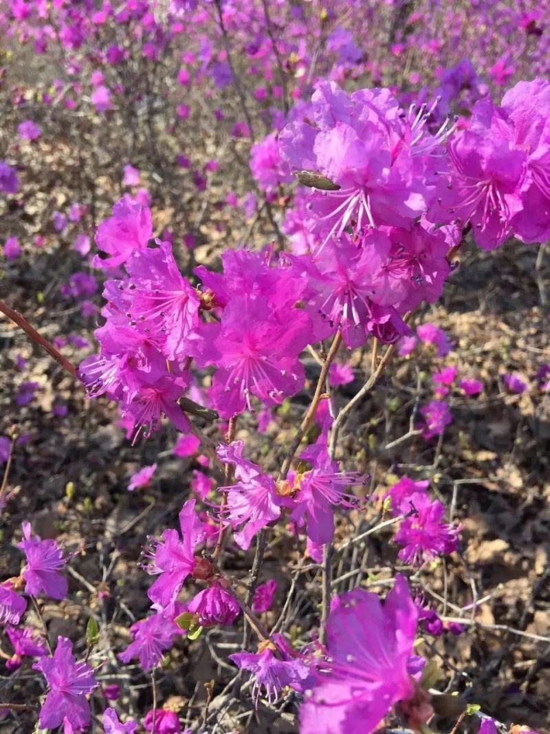 兴安杜鹃，映山红，金达莱。