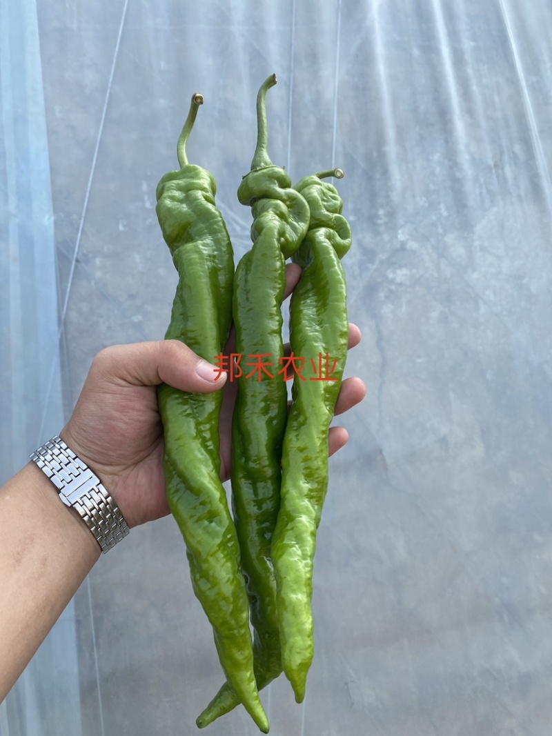 螺丝椒苗辣椒苗螺旋度好早春秋延越冬种植欢迎咨询