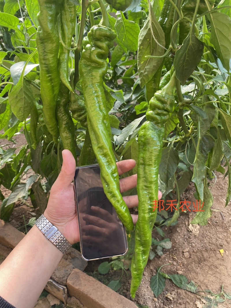 螺丝椒苗辣椒苗螺旋度好早春秋延越冬种植欢迎咨询