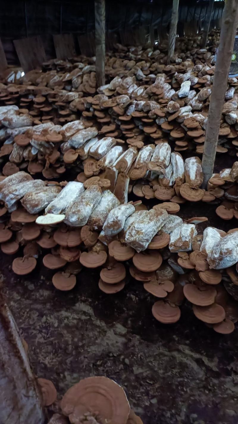 带着灵芝的灵芝包，基地直供，一手货源无中间商。常年有货。