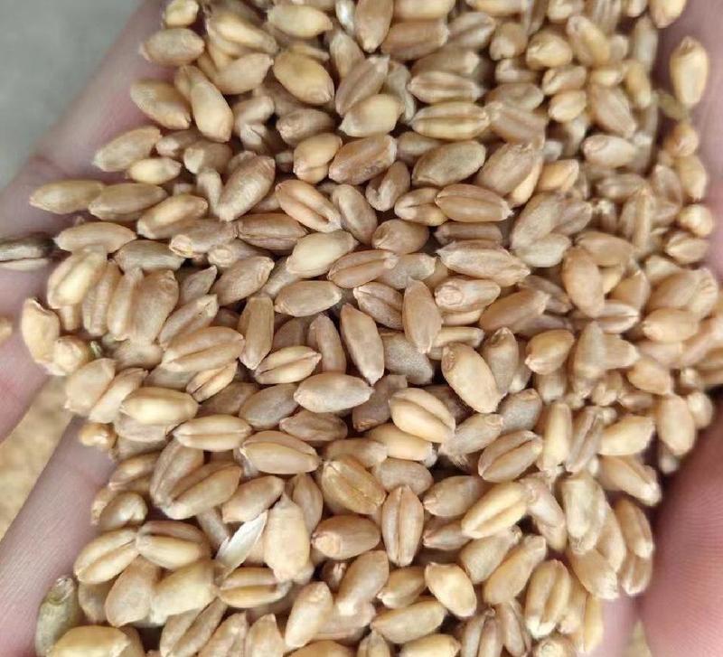 河南小麦，产地货源，品质保证，货源充足稳定，欢迎来电订购。