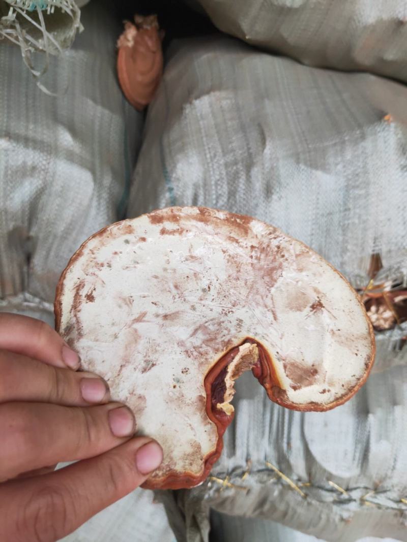仙科灵芝养殖基地直供，一手货源，各个规格都有。