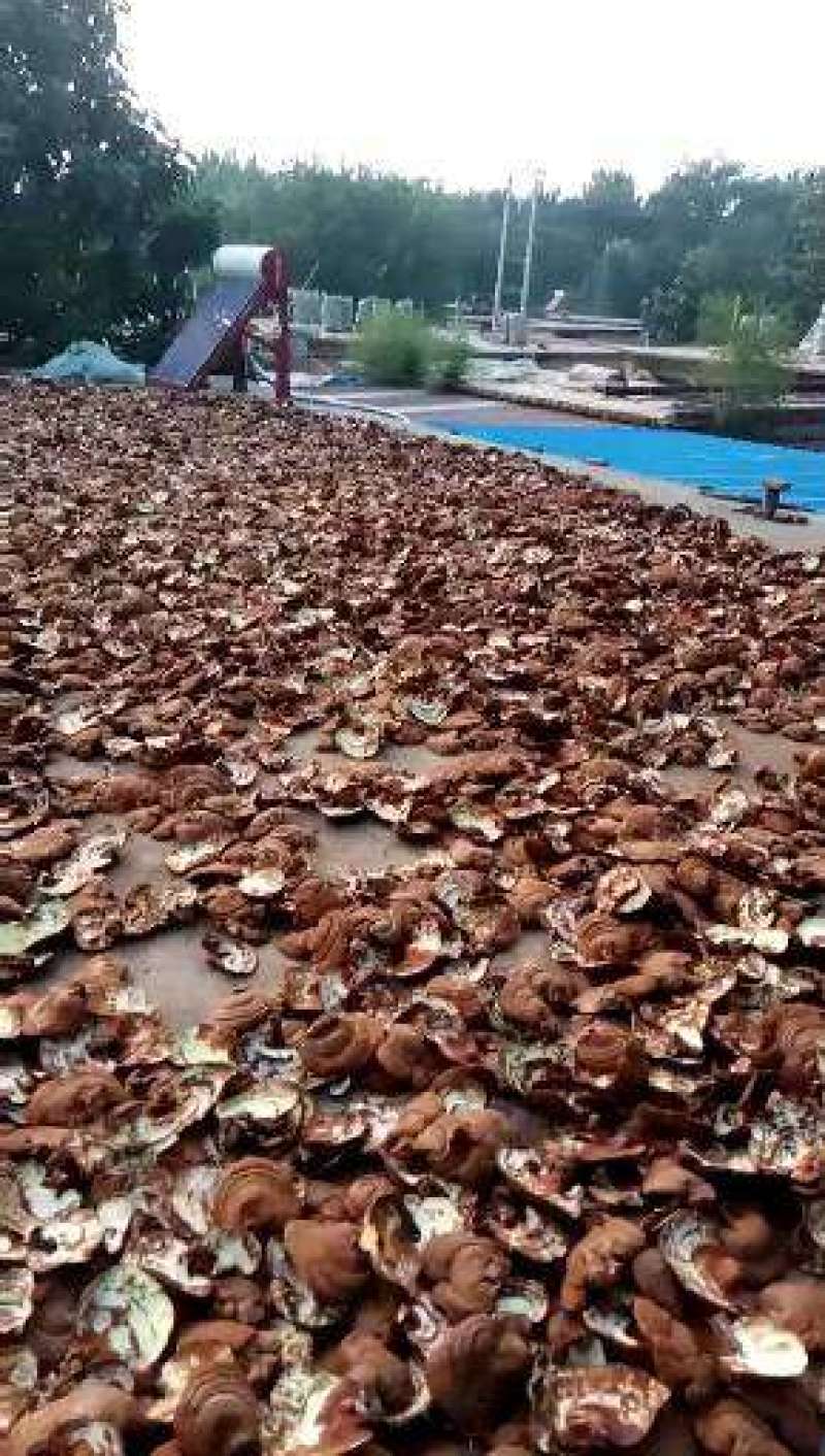 仙科灵芝养殖基地直供，一手货源，各个规格都有。