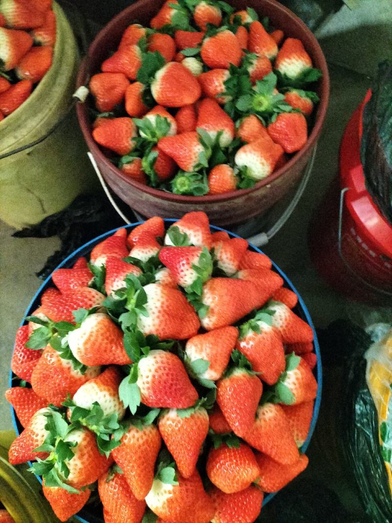 新丰一号，甜查理，岗三，根系发达成活率高大量有货