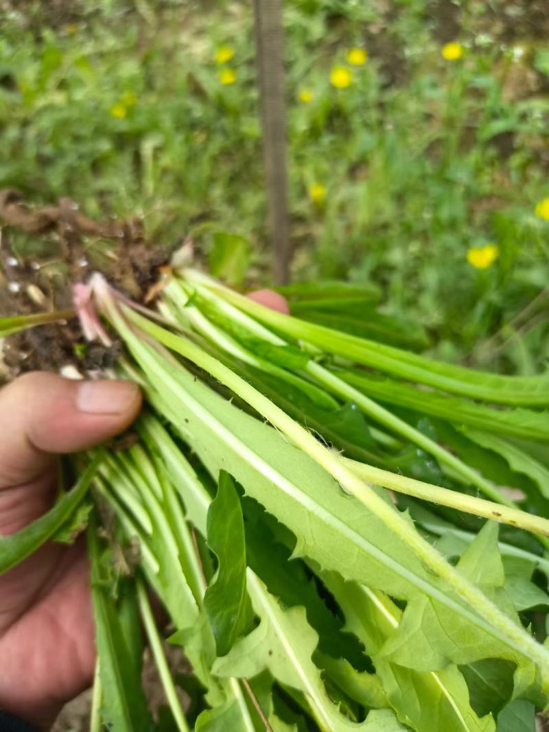 野生蒲公英