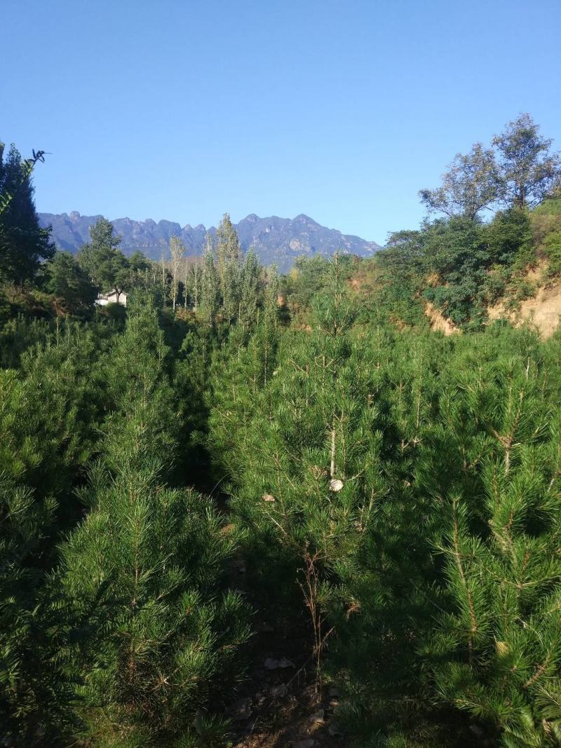 曼地亚红豆杉，南国红豆杉，乔木红豆杉，杯苗，定值苗规格齐