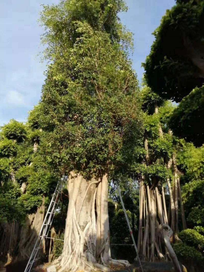 榕树小叶榕原叶自然型景和有修剪型绿植家庭别墅小区公园绿化