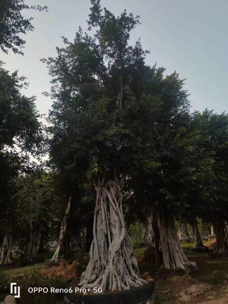 榕树小叶榕原叶自然型景和有修剪型绿植家庭别墅小区公园绿化