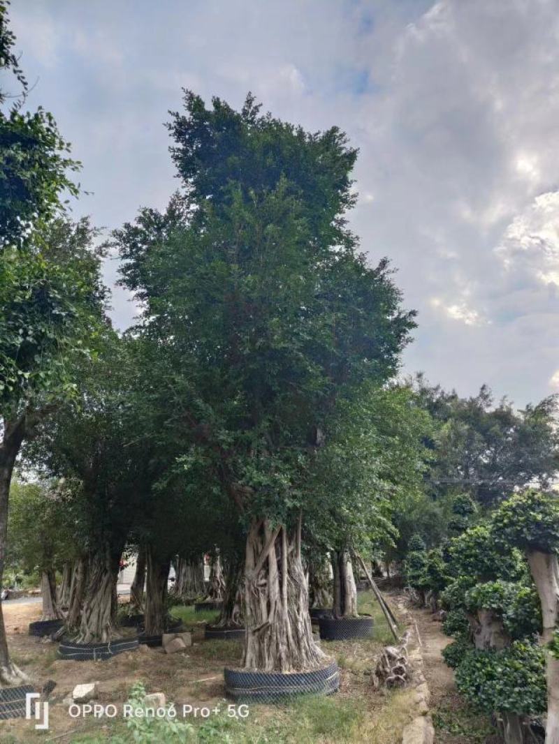 榕树小叶榕原叶自然型景和有修剪型绿植家庭别墅小区公园绿化