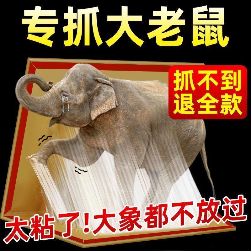 老鼠粘强力粘鼠板胶粘大老鼠一窝端捕老鼠贴克星家用加厚沾鼠