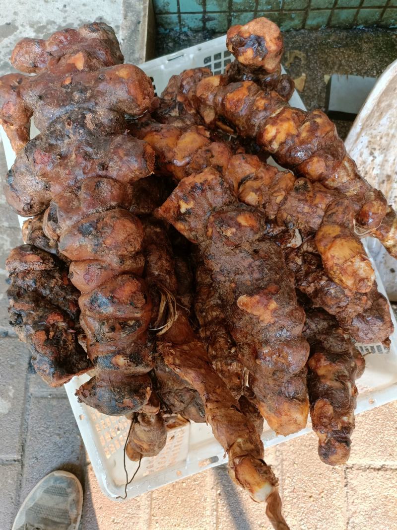 云南土茯苓