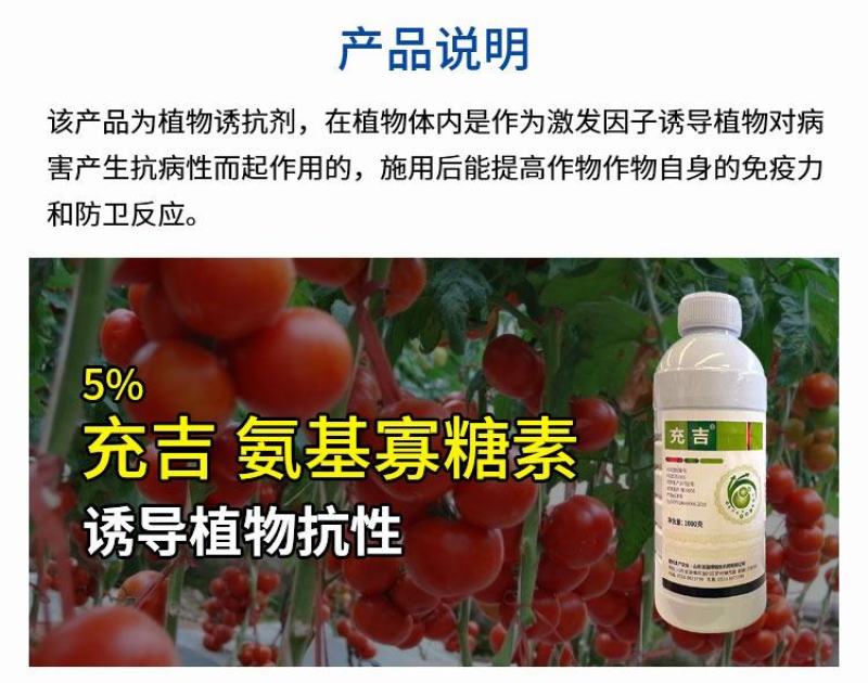 5%氨基寡糖素可有效预防晚疫病病毒病枯萎病霜霉病害的发生