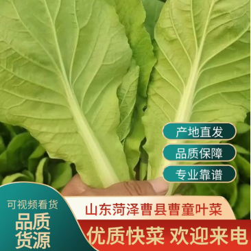 【推荐】曹县小白菜快菜奶白菜新鲜采摘批发市场商超档口