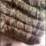鸡骨草