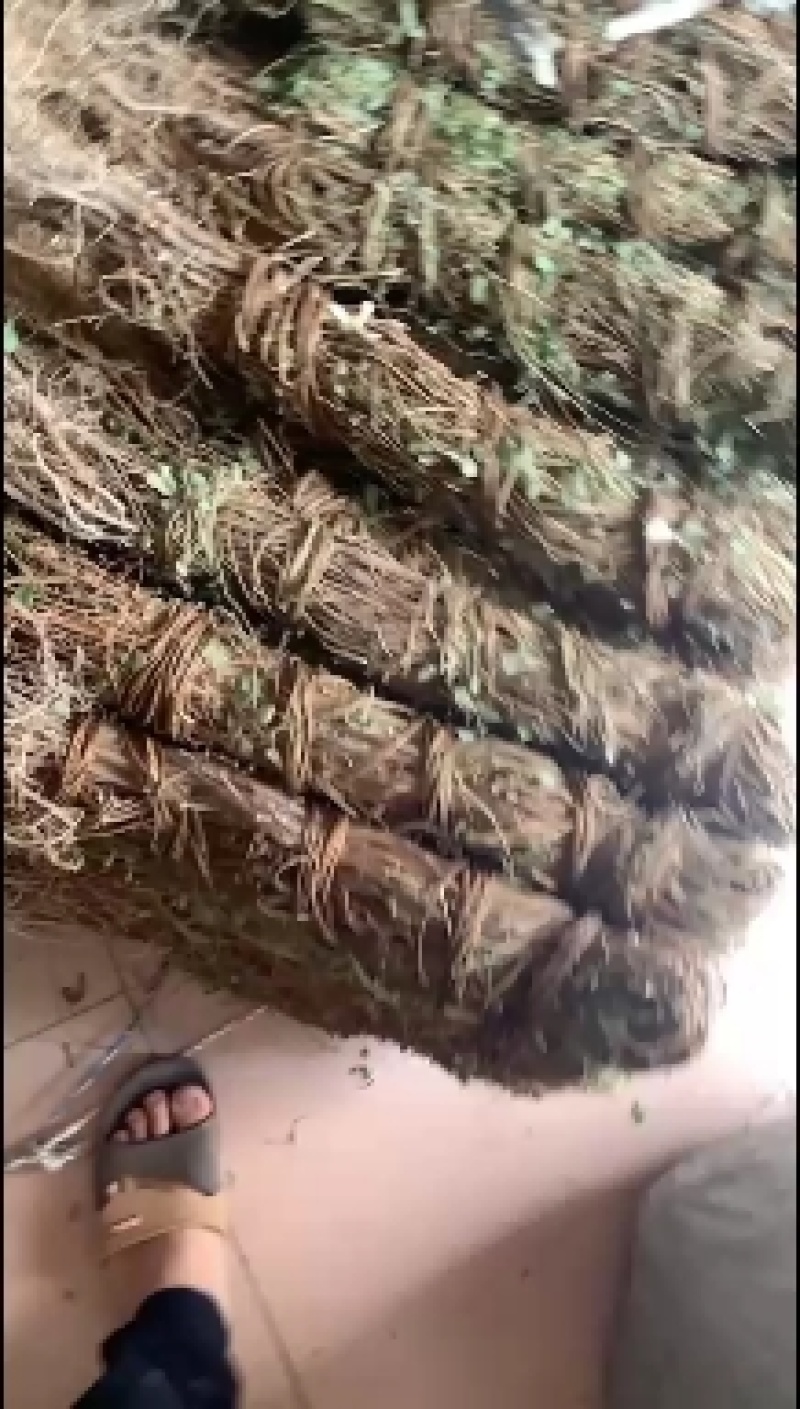 鸡骨草