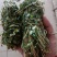 鸡骨草