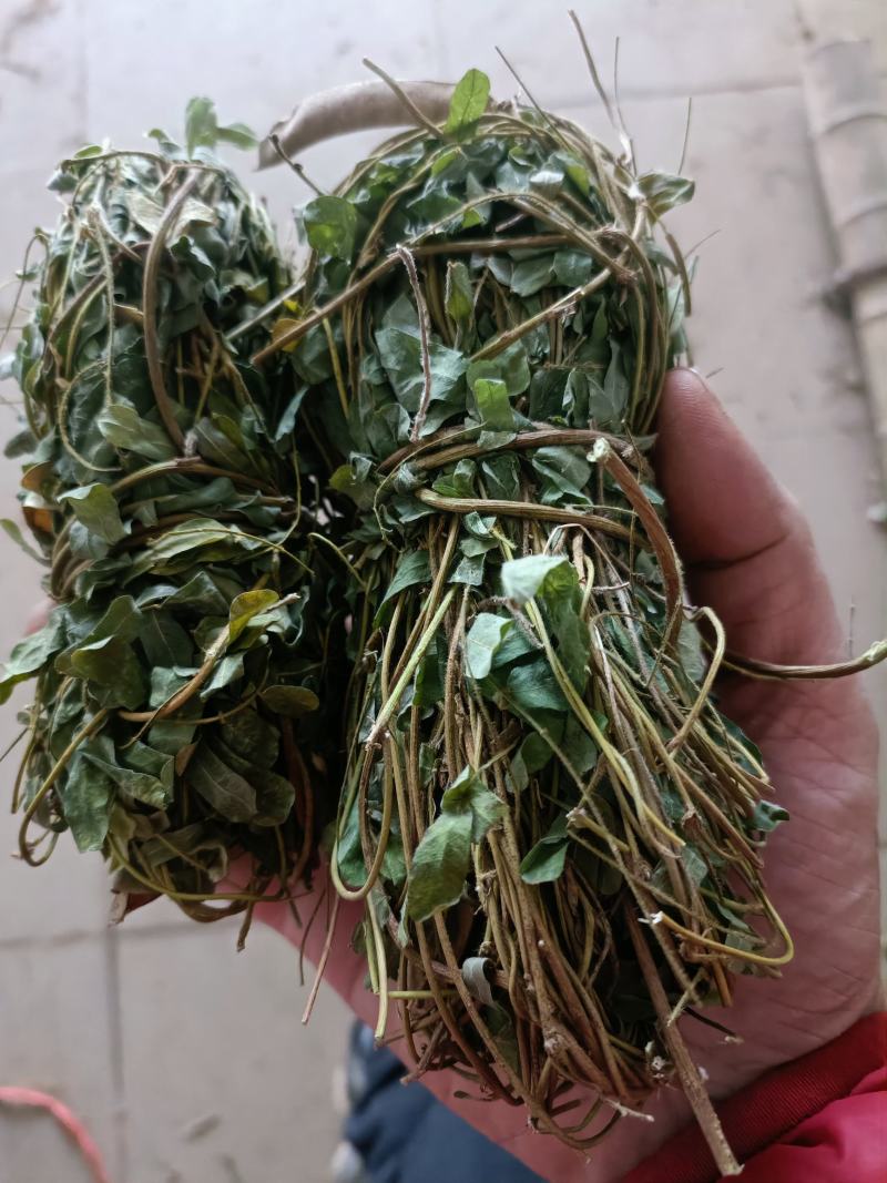 鸡骨草