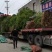 榕树小叶榕原叶自然型景和有修剪型绿植家庭别墅小区公园绿化